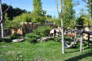 Grand panda