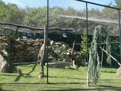 Gypaéte barbu - 2014