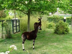 Okapi