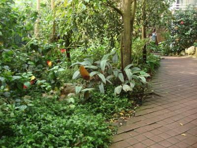 Serre oiseaux - 2008