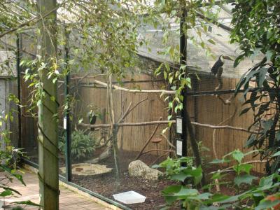 Serre oiseaux - 2008