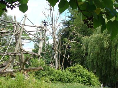 Colobe guéréza - 2008