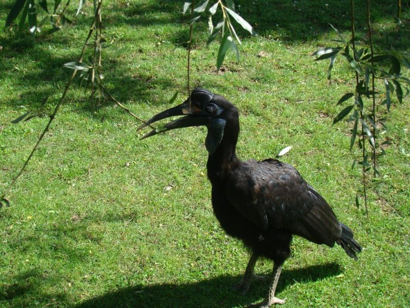 Calao terrestre