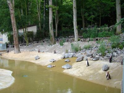 Manchot de Humboldt - 2008