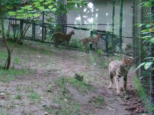 Serval