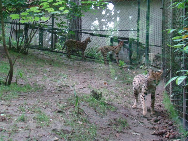 Serval