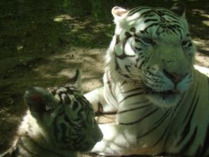 Tigre blanc