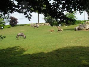 Plaine africaine