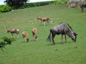 Plaine africaine
