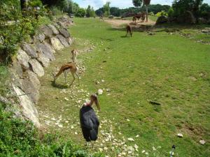 Plaine africaine