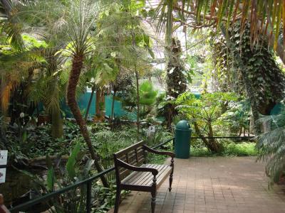 Serre des gorilles - 2008