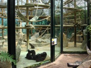 Chimpanzé