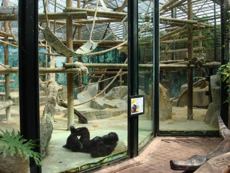 Chimpanzé