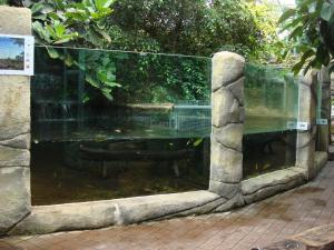 Crocodile du Missisipi