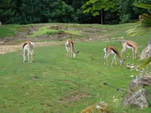 Impala