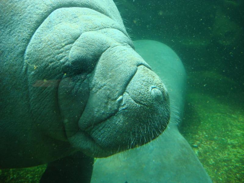 Lamantin