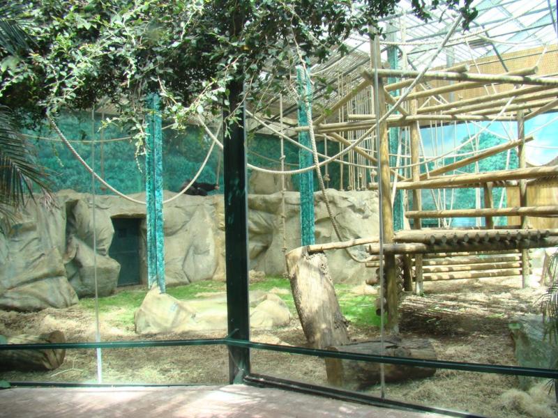 Patas