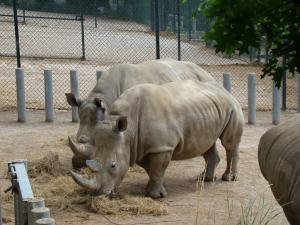 Rhinocéros blanc