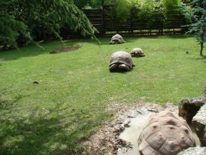 Tortue géante d'Aldabra