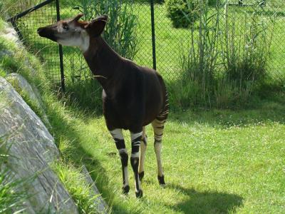 Okapi - 2008