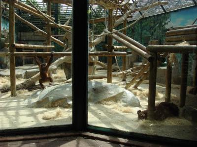 Orang-outang - 2008
