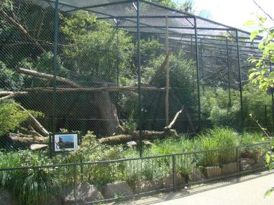 Panthère longibande - 2008