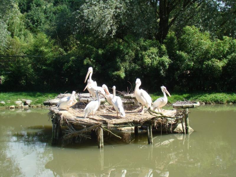 Pélican blanc