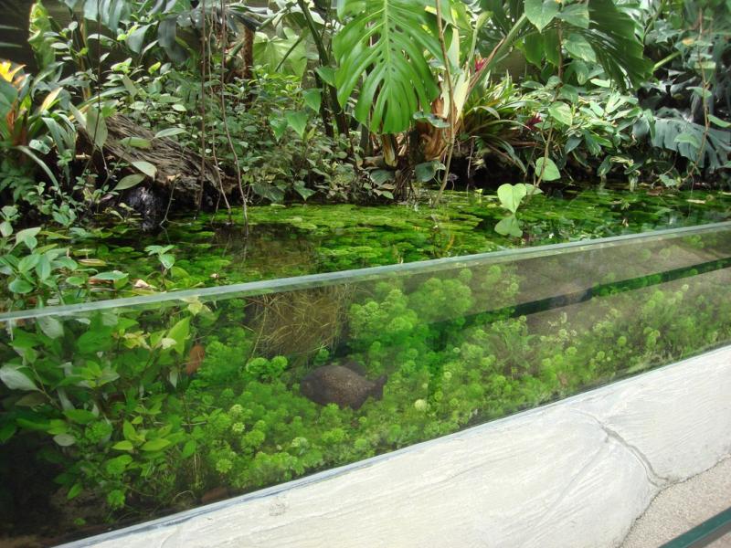 Piranha