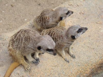 Suricate - 2008