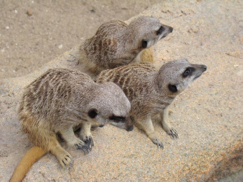 Suricate