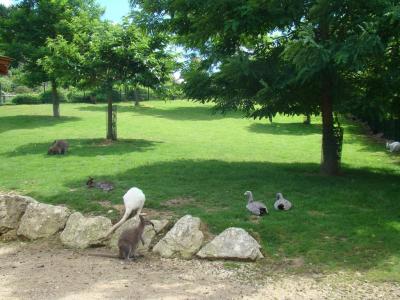 Wallaby - Céréopse - 2008