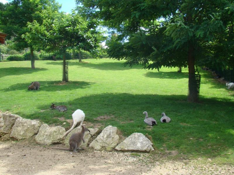 Wallaby - Céréopse