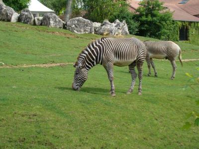 Zèbre de Grévy - 2008