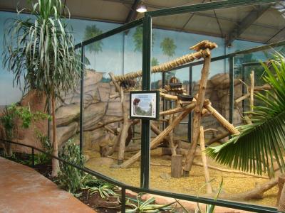 Dendrolague de Matschie - 2008