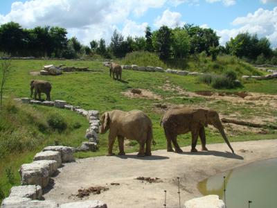 Eléphant d'Afrique - 2008