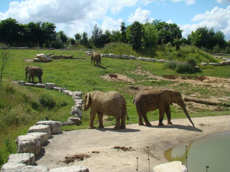 Eléphant d'Afrique