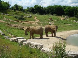 Eléphant d'Afrique