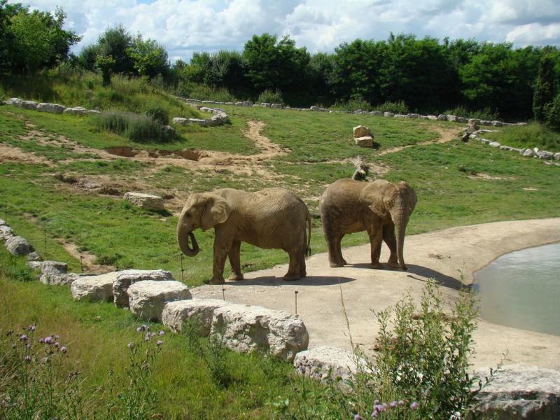 Eléphant d'Afrique