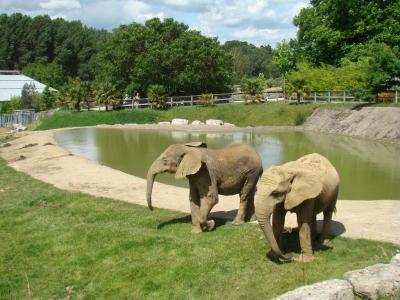 Eléphant d'Afrique - 2008