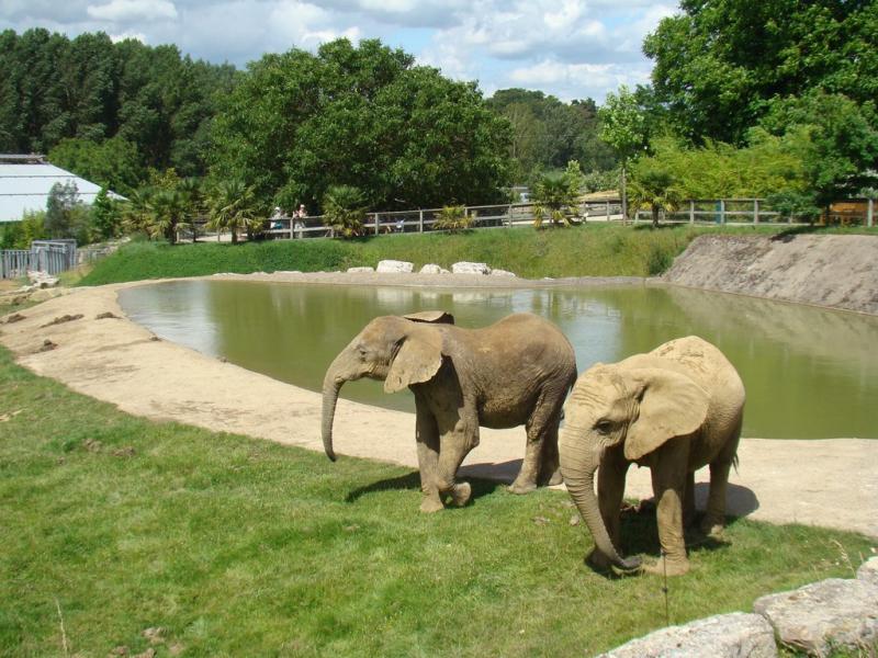 Eléphant d'Afrique