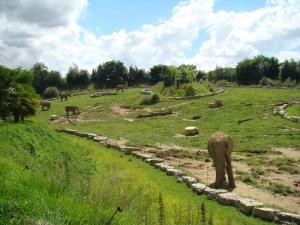 Eléphant d'Afrique