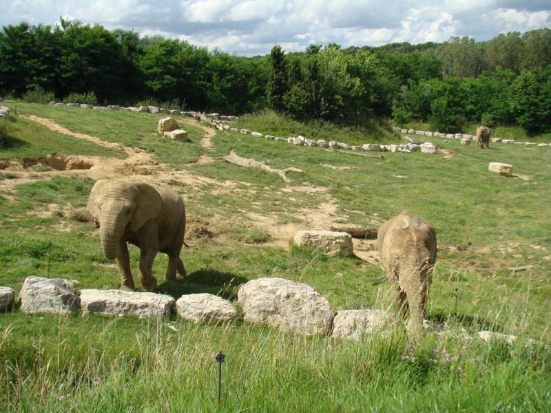 Eléphant d'Afrique