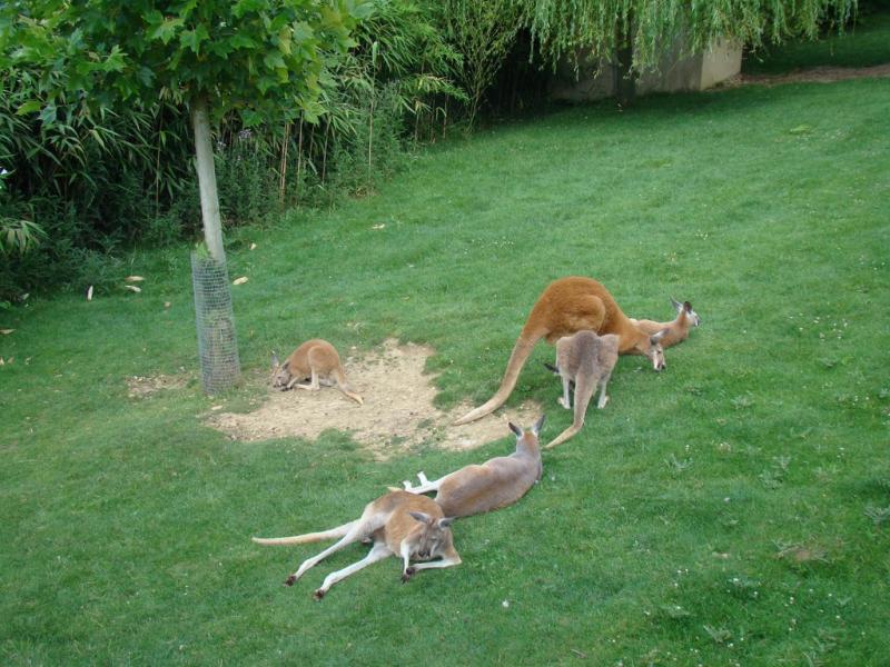 Kangourou roux