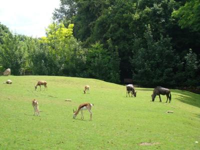 Plaine africaine - 2008