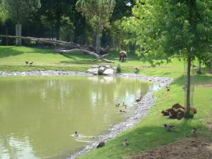Plaine des tapirs terrestres