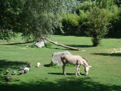 Ane de Somalie - 2008