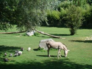 Ane de Somalie