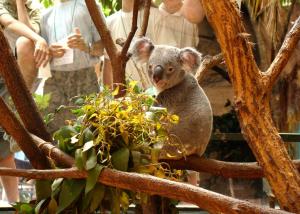 Koala