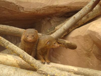 Mangouste naine du Sud - 2008