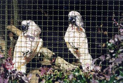 Cacatoés à huppe jaune - 2005